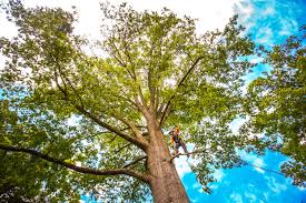 Best Tree Health Inspection  in Rancho Murieta, CA
