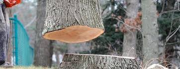 Reliable Rancho Murieta, CA Tree Care Solutions