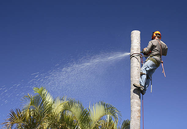 Best Tree Removal  in Rancho Murieta, CA