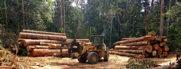 Best Tree Disease Treatment  in Rancho Murieta, CA