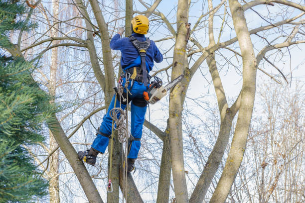 Best Hazardous Tree Removal  in Rancho Murieta, CA