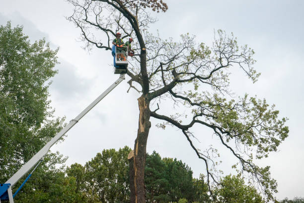  Rancho Murieta, CA Tree Care Pros