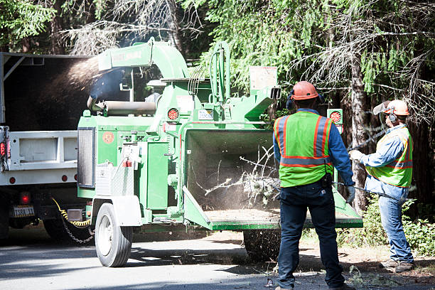 Best Lawn Disease Treatment  in Rancho Murieta, CA