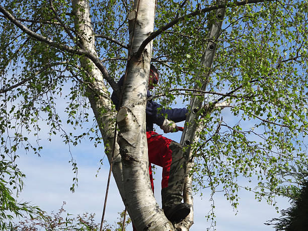 Best Commercial Tree Services  in Rancho Murieta, CA