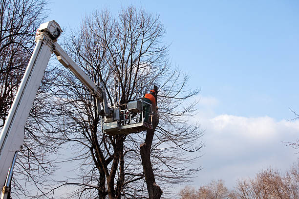Best Aeration Services  in Rancho Murieta, CA