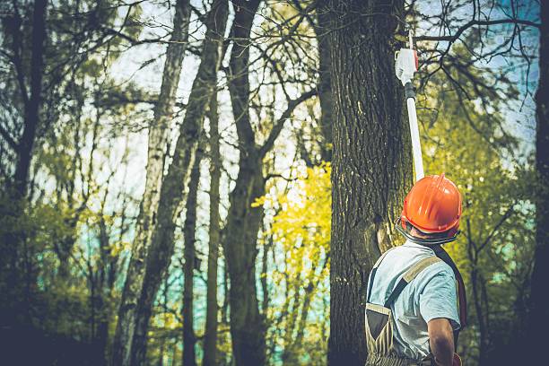Best Tree Preservation Services  in Rancho Murieta, CA