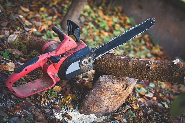 Best Stump Grinding and Removal  in Rancho Murieta, CA